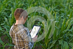 Agronomist with tablet computer in corn field