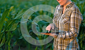 Agronomist with tablet computer in corn field