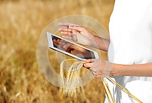 Agronomist with tablet in  field. Cereal grain crop