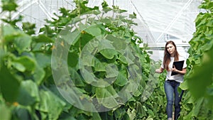 Agronomist with the tablet inspect leaves and