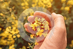 Agronomist taking care of blooming rapeseed crops