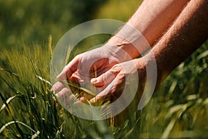 Agronomist touching unripe barley spikes in cultivated field. Closeup of male hand on plantation in agricultural crop management
