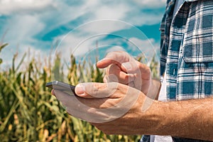 Agronomist typing text message on smartphone out in corn field