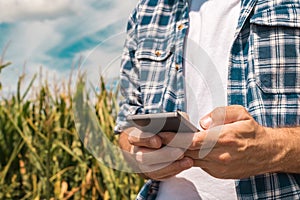 Agronomist typing text message on smartphone out in corn field photo