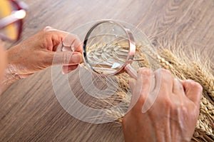The agronomist used a magnifying glass to carefully study and analyze the output of new wheat that year
