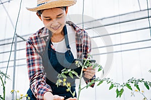 Agronomist uses tablet to explore tomato farm for increased productivity