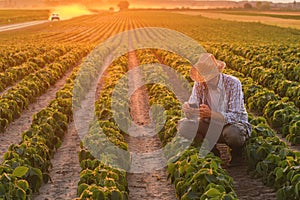 Agronomist using smartphone in cultivated soybean field in summer sunset photo