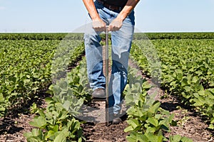 Agronomist Using a Tablet in an Agricultural Field