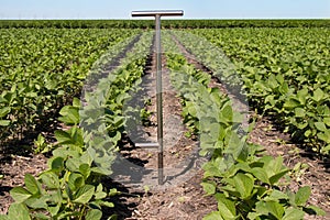 Agronomist Using a Tablet in an Agricultural Field