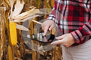 Agronomist using tablet computer in corn field during harvest