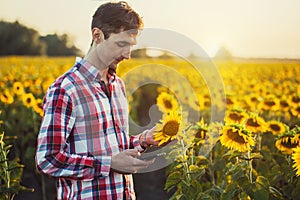 Agronomist Using a Tablet for read a report on a sunflower agriculture field