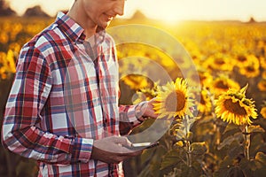 Agronomist Using a Tablet for read a report on a sunflower agriculture field