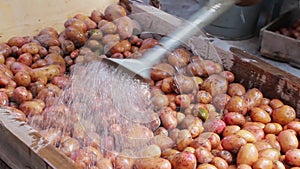 Agronomist wash potatoes.