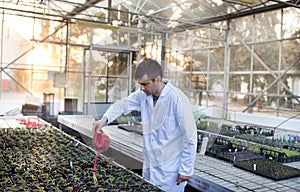 Agronomist watering plants in greenhouse