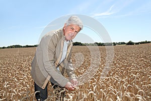 Agronomist in wheat field