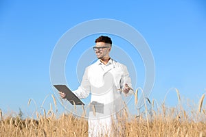 Agronomist with  in wheat field. Cereal grain crop