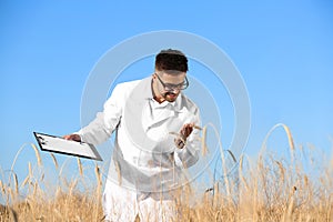 Agronomist with  in wheat field. Cereal grain crop