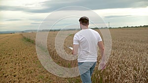 Agronomist in white t-shirt and jeans walking in wheat field.