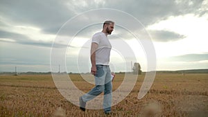 Agronomist in white t-shirt and jeans walking in wheat field. Agricultural technology.