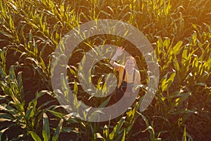 Agronomist woman using tablet computer in corn field