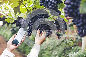 Agronomist Woman winemaker using Smartphone checking grapes in vineyard