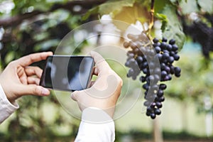 Agronomist Woman winemaker using Smartphone checking grapes in vineyard