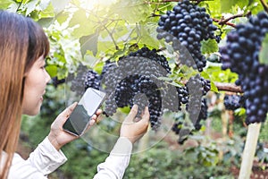 Agronomist Woman winemaker using Smartphone checking grapes in vineyard