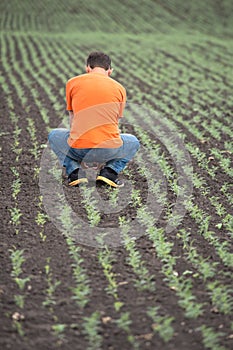 Agronomists check the sprouts of chickpeas on the farm field photo