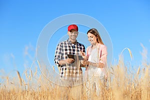 Agronomists in field. Cereal grain crop photo