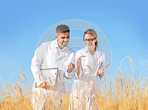 Agronomists in field. Cereal grain crop photo