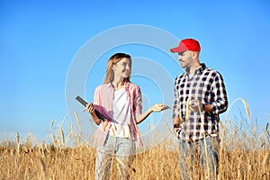 Agronomists in wheat field photo