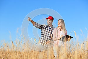 Agronomists in  field. Cereal grain crop photo