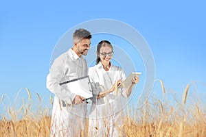 Agronomists in wheat field photo