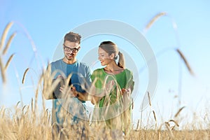 Agronomists in wheat field, space for text.  grain crop photo