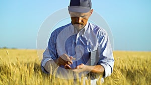 Agronomy expert grinding wheat ears and examining ripeness of crops