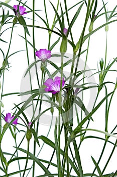 Agrostemma githago is a slender pink flower photo