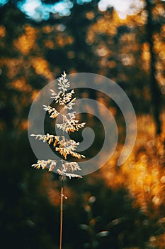 Agrostis silhouette illuminated by sunlight