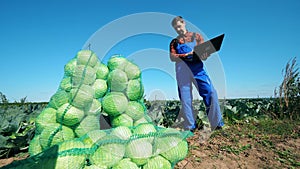 Agrotechnician with a laptop is looking at harvested cabbage