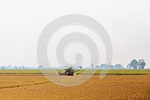Rice field on blue sky background photo