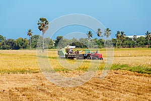 Rice field on blue sky background photo
