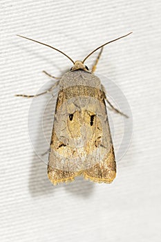 Agrotis exclamationis of the Noctuoidea superfamily. photo