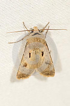 Agrotis exclamationis of the Noctuoidea superfamily. photo