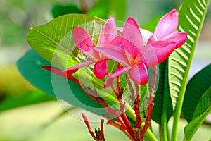 Agroup pink plumaria.