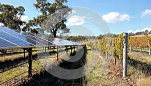 Agrovoltaics: Vines & Solar Harmony, generative ai photo