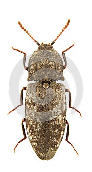 Agrypnus murinus