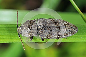 Agrypnus murinus is a click beetle a species of beetle from the family of Elateridae photo