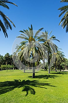 Agua Caliente Park - Tucson Oasis