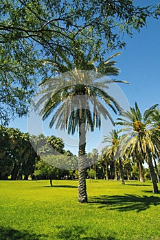 Agua Caliente Park - Tucson Oasis with Palm Trees