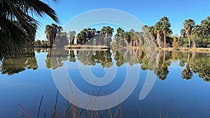 Agua Caliente Regional Park in Tucson Arizona, reflection of palm trees in the water.