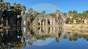 Agua Caliente Regional Park in Tucson Arizona, reflection of palm trees in the water.